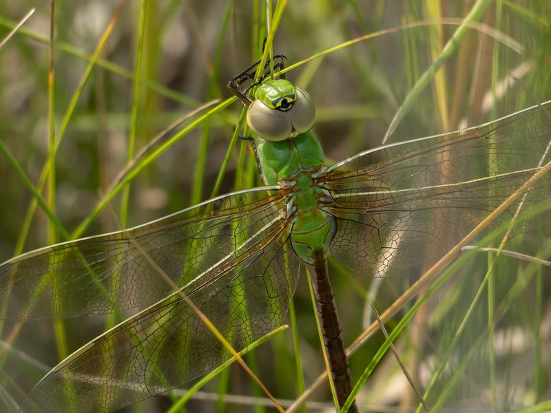 Photo of Common Green Darner