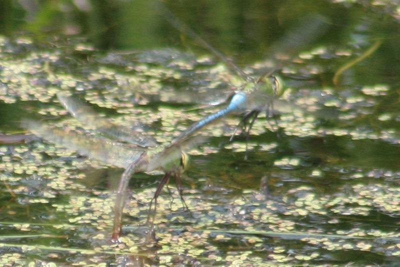 Photo of Common Green Darner