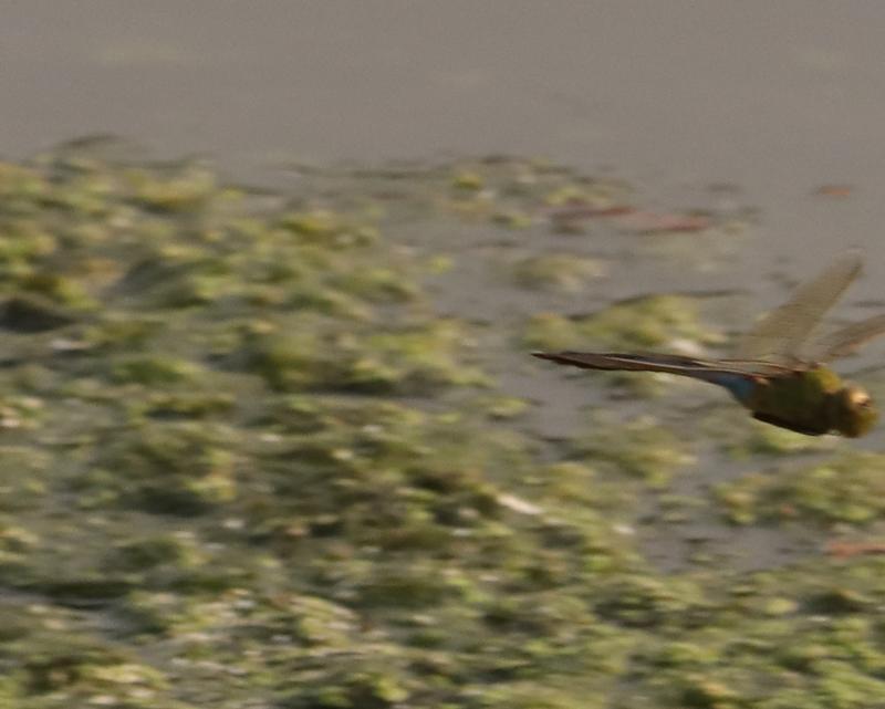 Photo of Common Green Darner