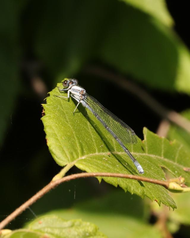 Photo of Powdered Dancer