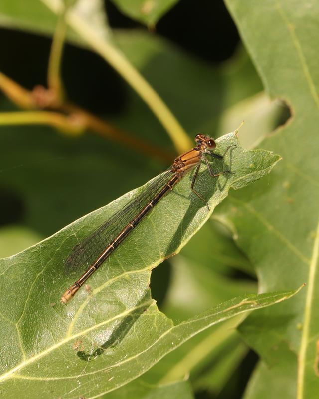 Photo of Powdered Dancer