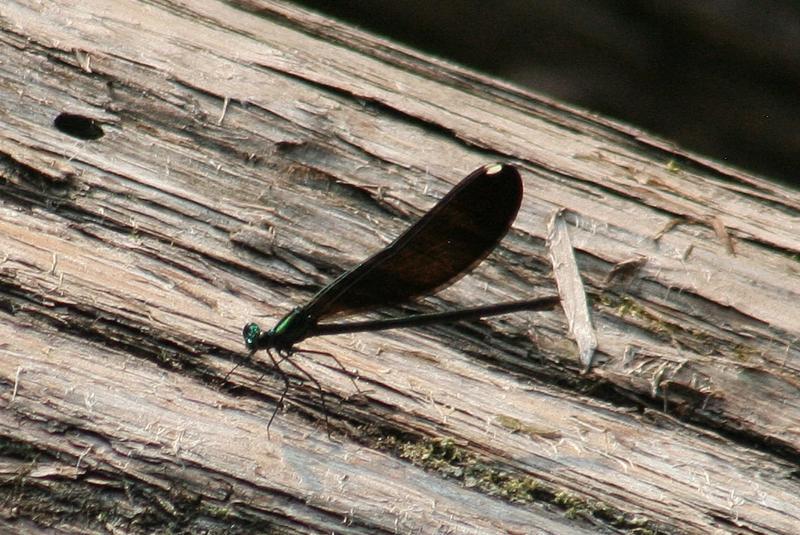 Photo of Ebony Jewelwing