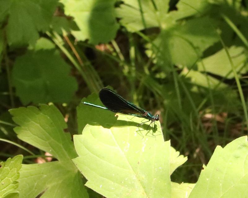 Photo of Ebony Jewelwing