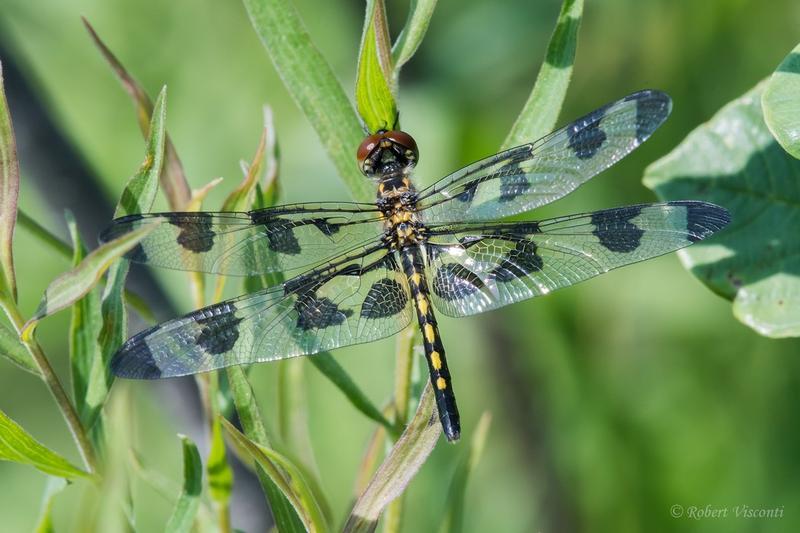 Photo of Banded Pennant