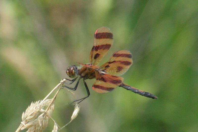 Photo of Halloween Pennant