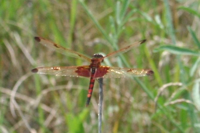 Photo of Calico Pennant