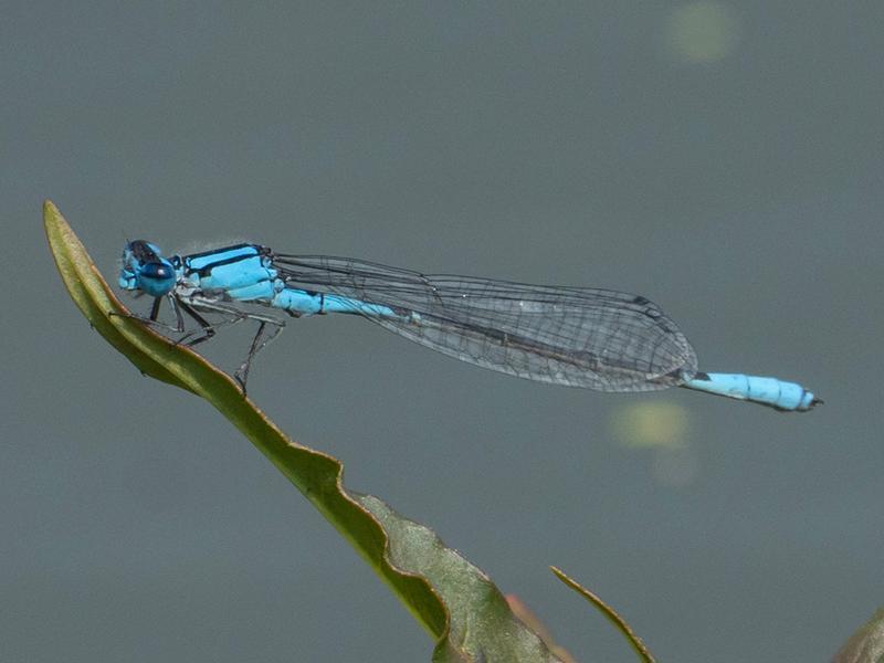 Photo of Azure Bluet