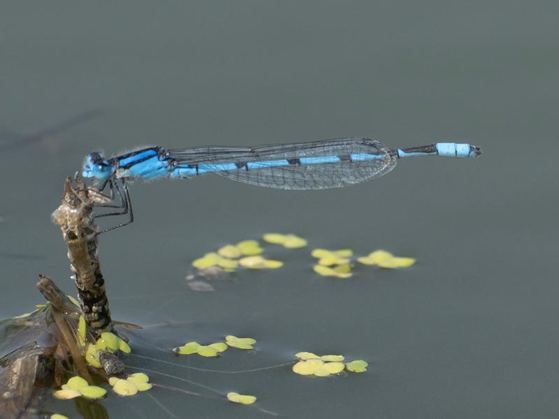 Photo of Familiar Bluet