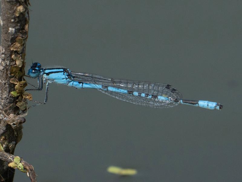 Photo of Marsh Bluet