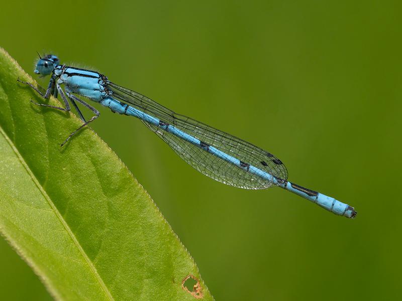 Photo of Marsh Bluet