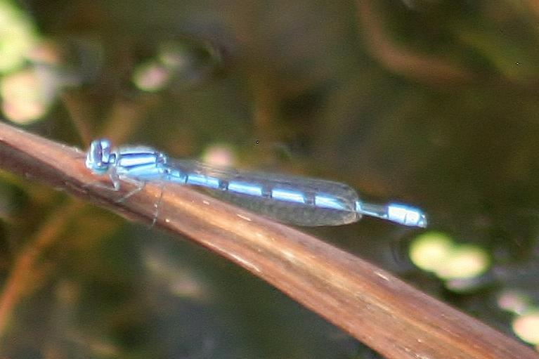 Photo of Familiar Bluet