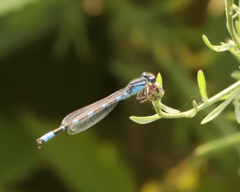Photo of Tule Bluet