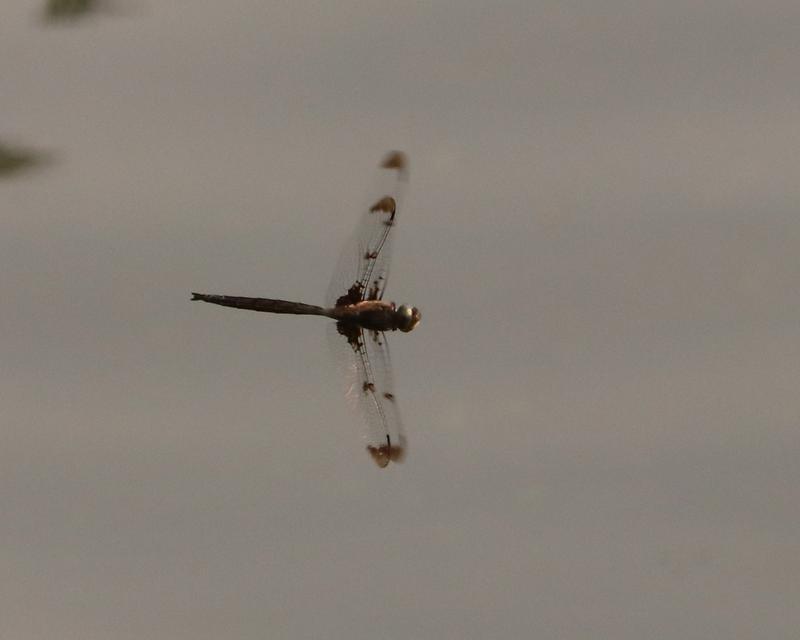 Photo of Prince Baskettail