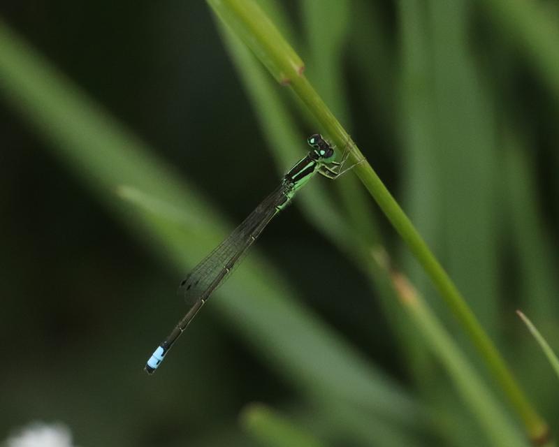 Photo of Eastern Forktail