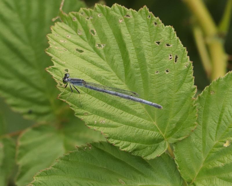 Photo of Eastern Forktail
