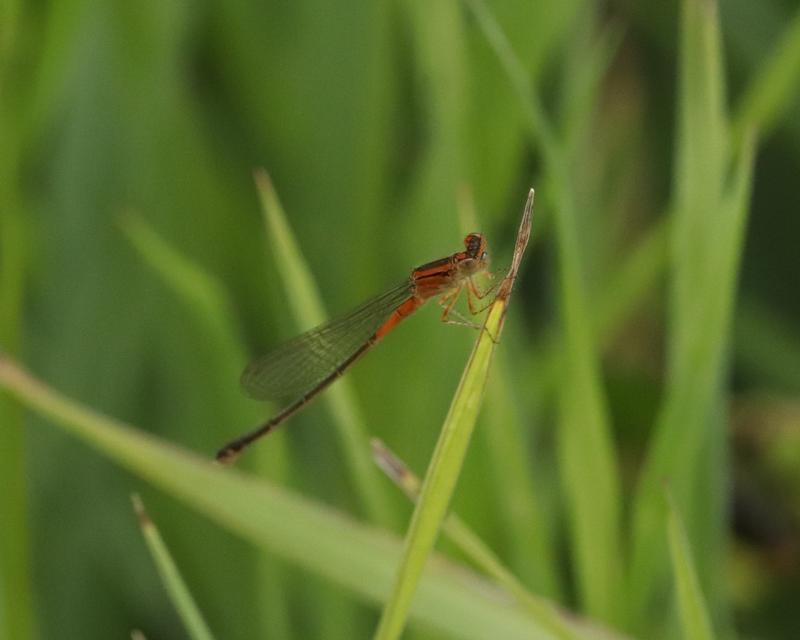 Photo of Eastern Forktail