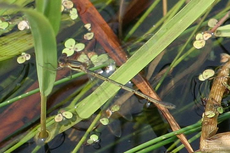 Photo of Slender Spreadwing