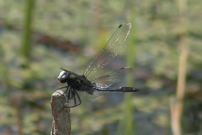 Photo of Dot-tailed Whiteface