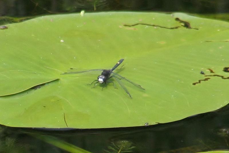 Photo of Dot-tailed Whiteface