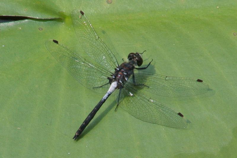 Photo of Belted Whiteface