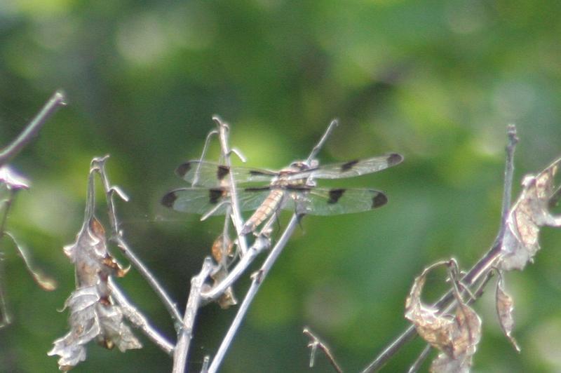 Photo of Twelve-spotted Skimmer