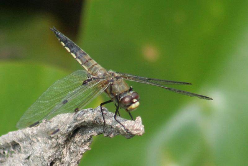 Photo of Four-spotted Skimmer