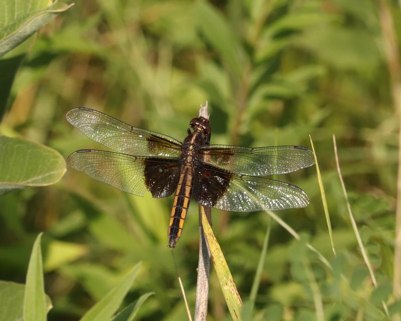 Photo of Widow Skimmer