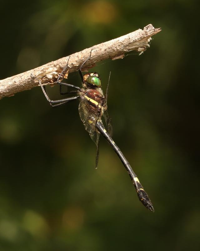 Photo of Swift River Cruiser (Illinois River Cruiser ssp.)