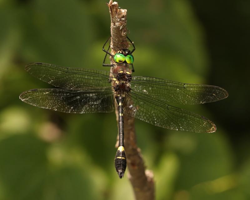 Photo of Swift River Cruiser (Illinois River Cruiser ssp.)