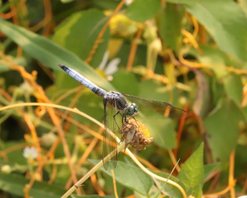 Photo of Blue Dasher