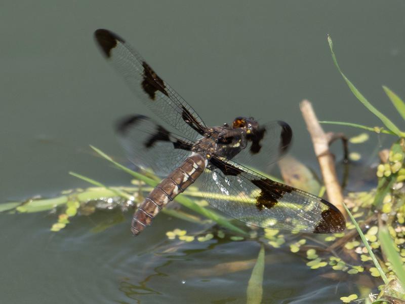 Photo of Common Whitetail