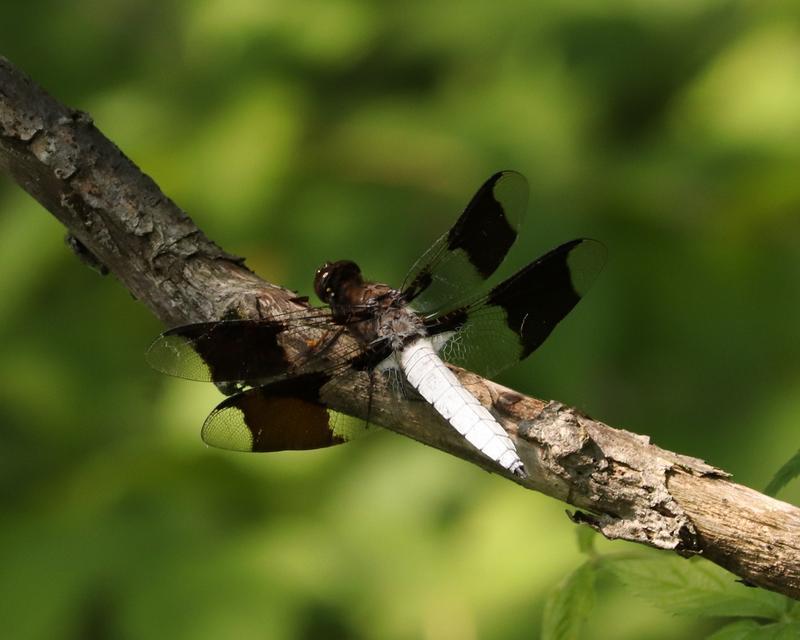 Photo of Common Whitetail