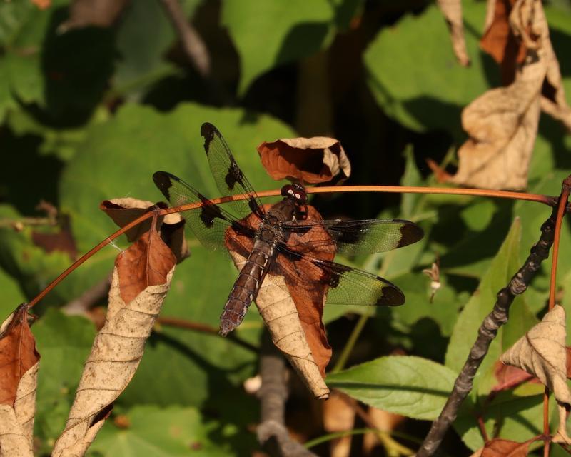 Photo of Common Whitetail