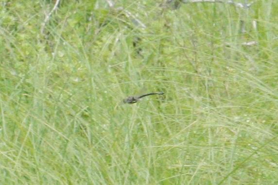 Photo of Williamson's Emerald