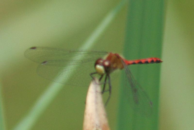 Photo of White-faced Meadowhawk