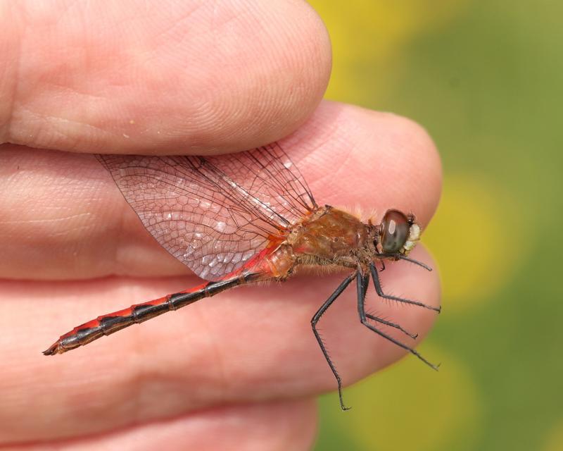 Photo of White-faced Meadowhawk