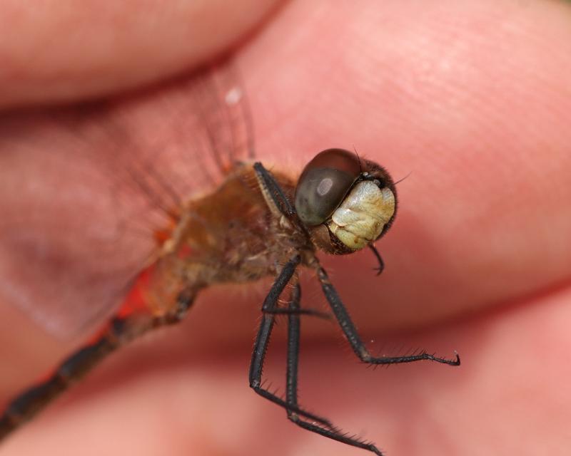 Photo of White-faced Meadowhawk