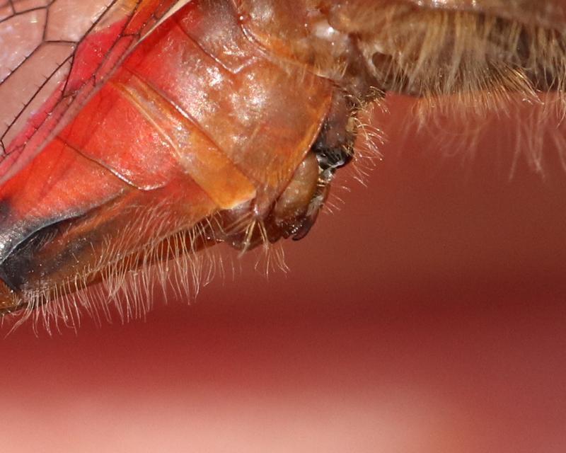 Photo of White-faced Meadowhawk