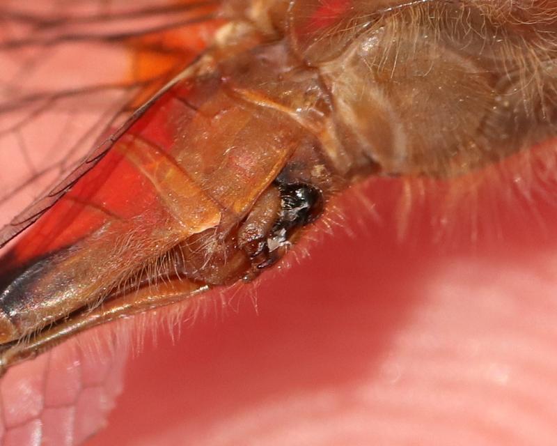 Photo of White-faced Meadowhawk