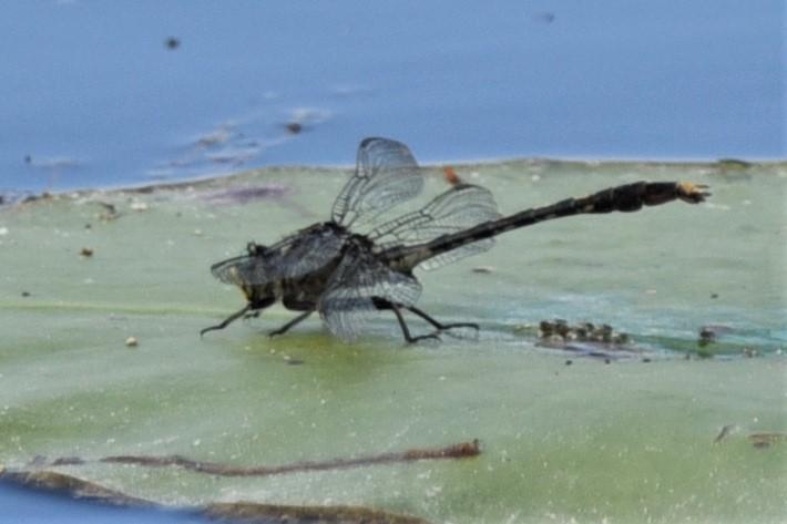 Photo of Unicorn Clubtail