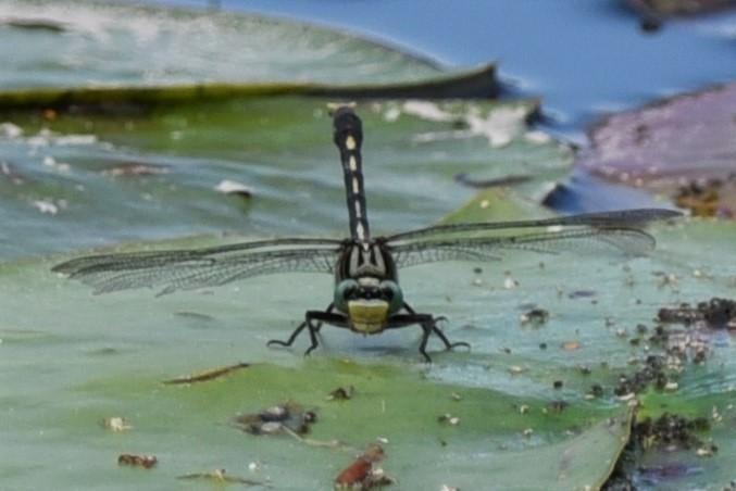 Photo of Unicorn Clubtail