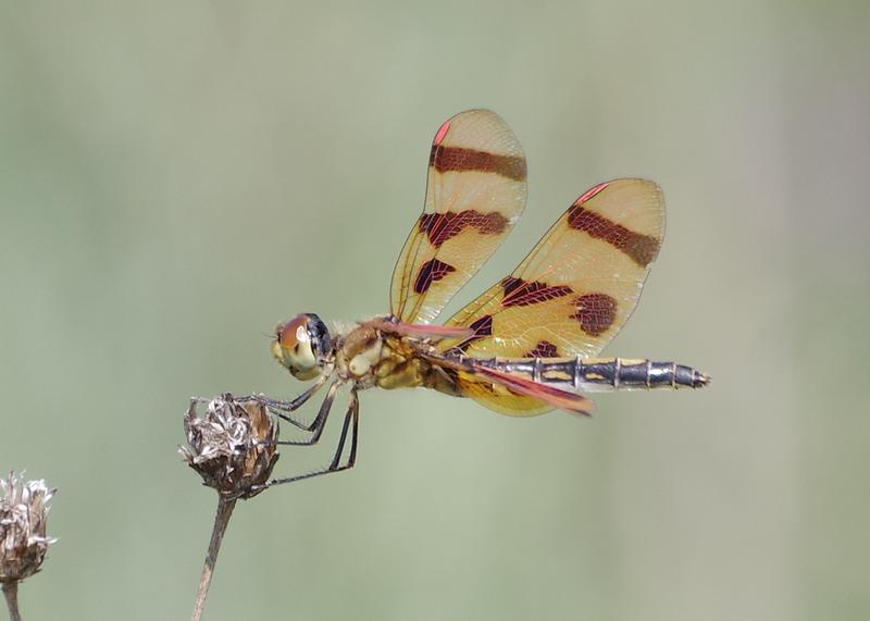 Photo of Halloween Pennant