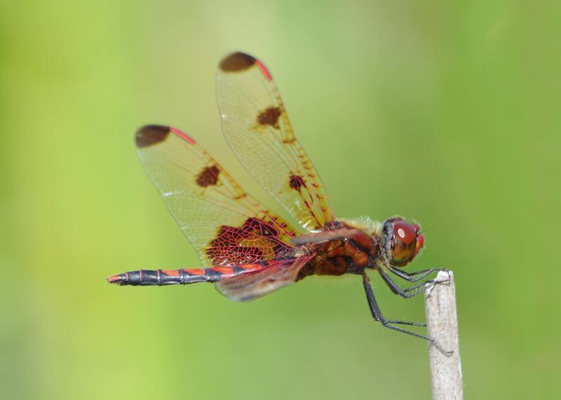 Photo of Calico Pennant