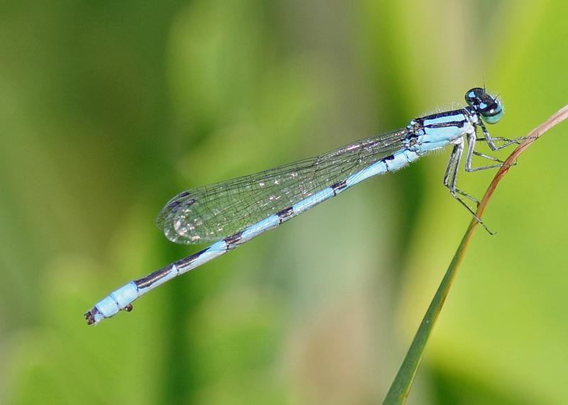 Photo of Marsh Bluet