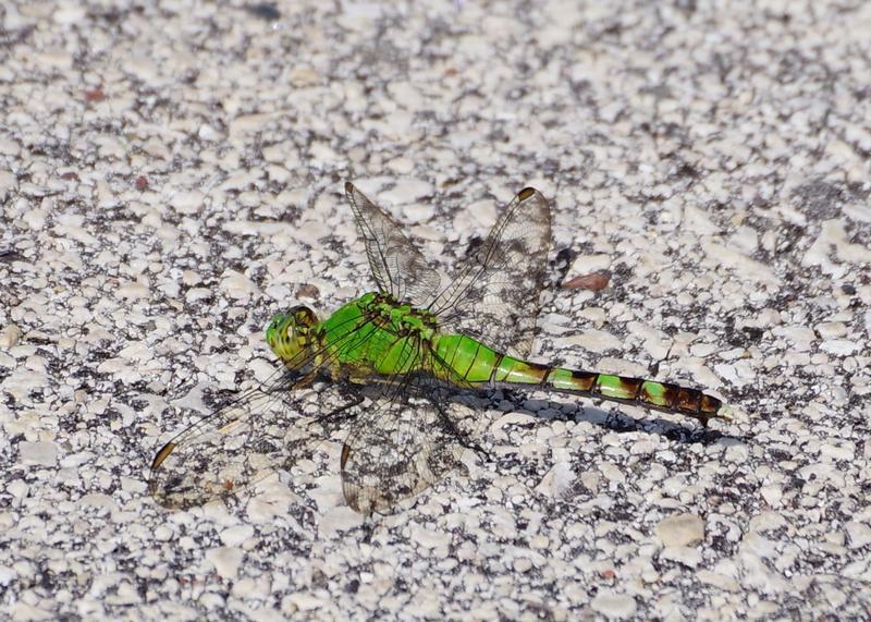 Photo of Eastern Pondhawk