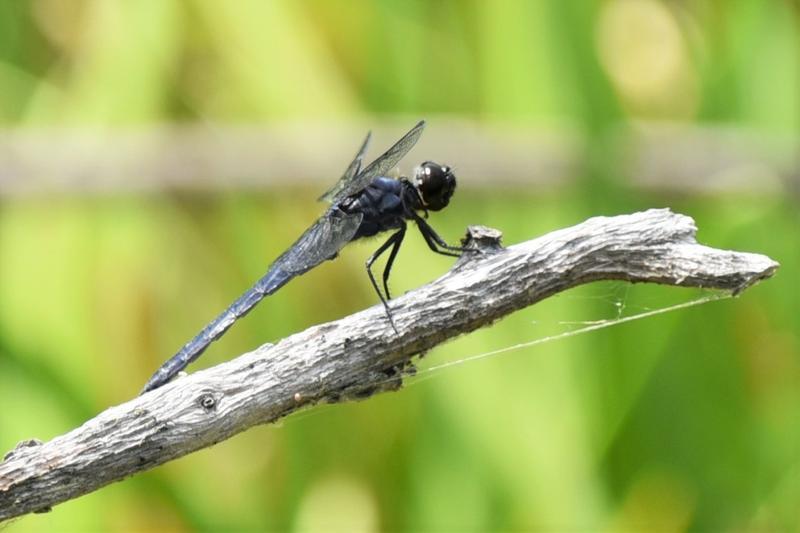 Photo of Slaty Skimmer