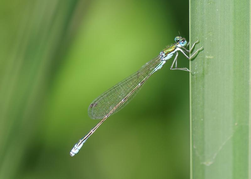 Photo of Sedge Sprite