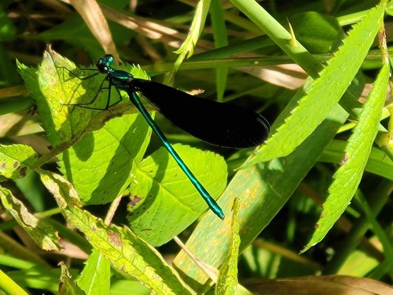 Photo of Ebony Jewelwing