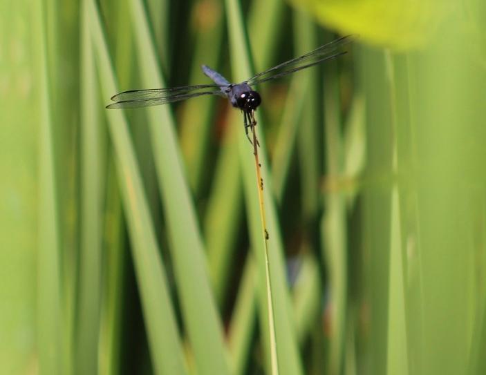 Photo of Slaty Skimmer