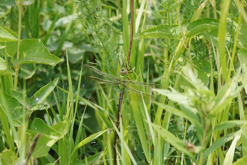 Photo of Common Green Darner